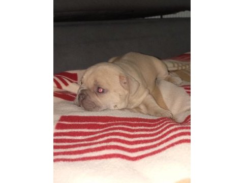 Egzotic fransız bulldog