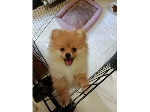 3 aylık dişi pomeranian