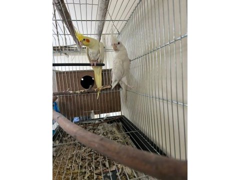 Albino sultan papağanı