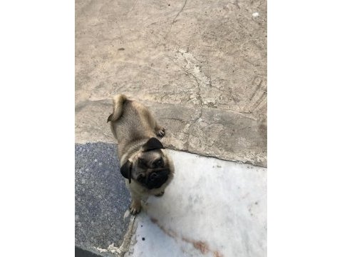 (uygun) yakışıklı pug oğlan odin