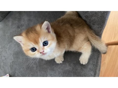 British shorthair kedisi