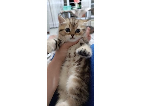 Uygun puanlı british golden tabby 50 günlük british longhair