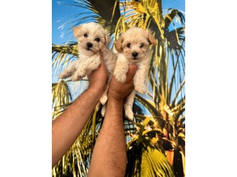 Maltipoo elma şekeri