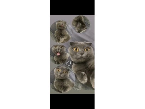 Scottish fold 4 yaşında