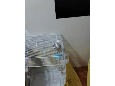 6 aylık erkek wf sultan papağanı