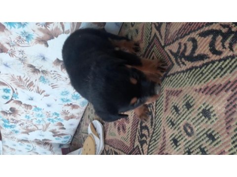 Yavru rottweiler