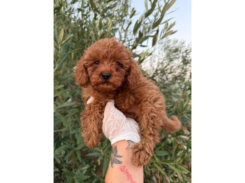 Toy poodle baby face erkek