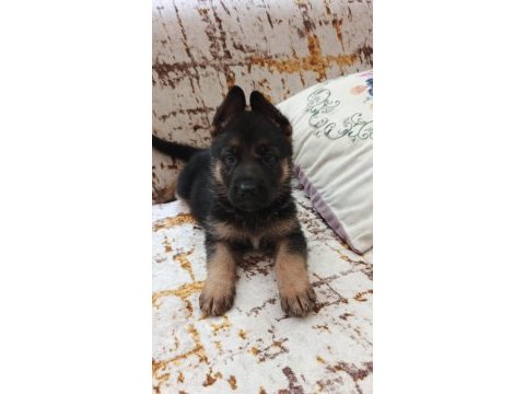 Son 6 tane kaldı orjinal ırk alman kurdu