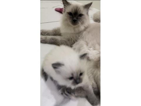 Ragdoll bebekleri
