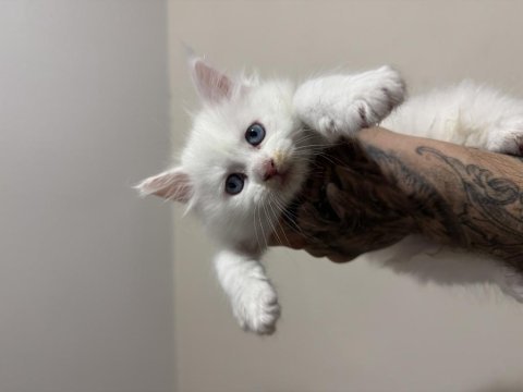 Saf kan odd eyes blue eyes beyaz aslan maine coon yavruları