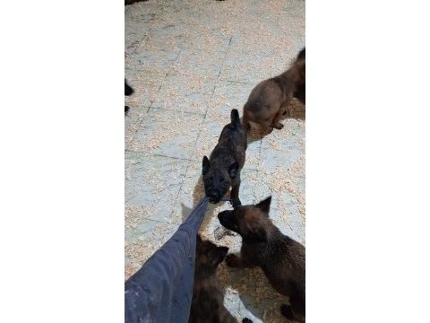 Safkan orjinal maskeli malinois