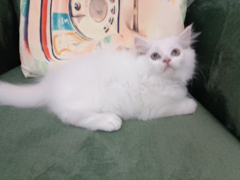 British longhair