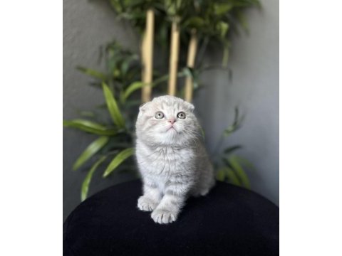 Ayı surat scottısh fold yavrularım 