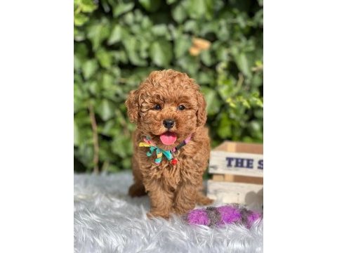 Toy poodle bebekler 