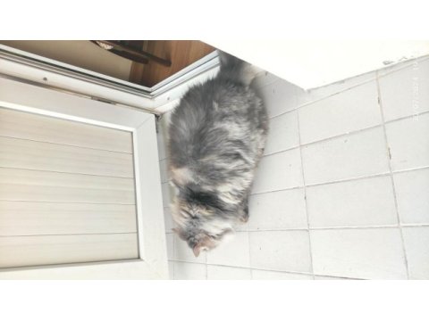 2 yaş kısır çipli aşılı british longhair erkek