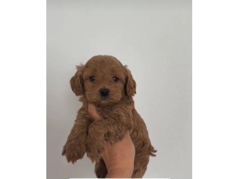 Toy poodle cinsi yavrular dişi erkek mevcuttur