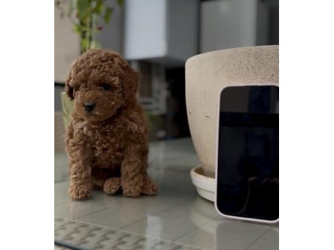 Kore kan poodle