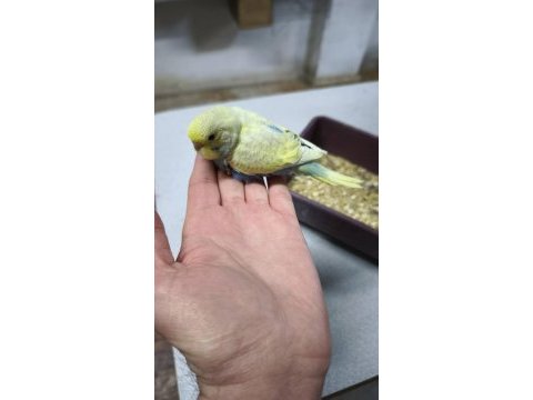 Yavru ve anaç muhabbet kuşu