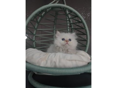 British shorthair yavruları