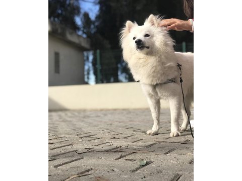 Pomeranian spitz
