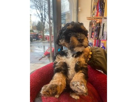 Phantom black tan özel renk poodle yavrum