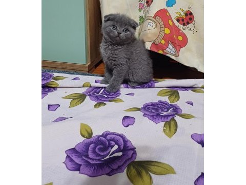 Yeni yuvasına hazır kediler
