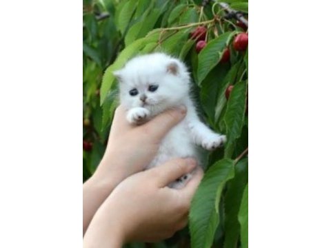 British shorthair dişi kedimiz