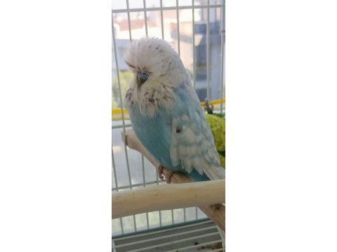 Şov jumbo erkek renk güzeli muhabbet kuşu