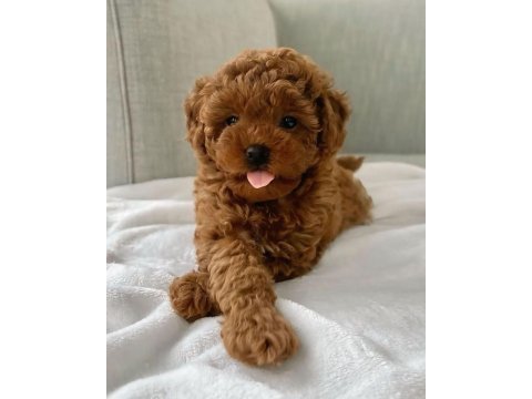 Mükemmel anatomide toy poodle yavrular
