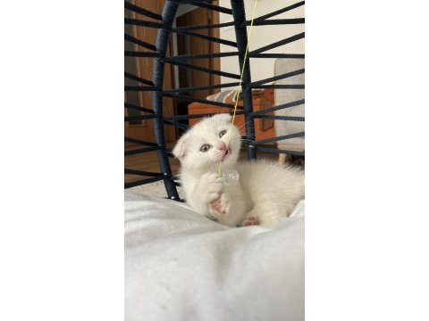 1.5 aylık erkek scottish fold
