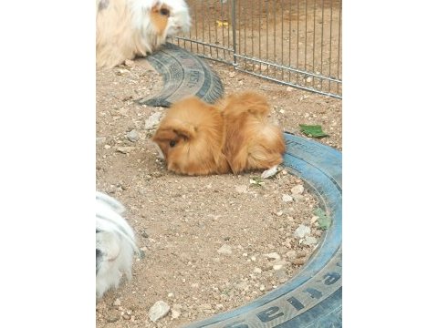 Guinea pigler