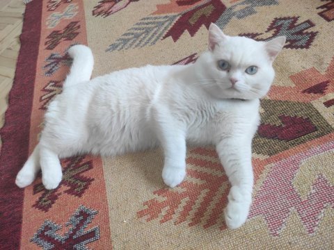 British shorthair cinsi beyaz kedimiz