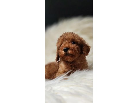Veteriner teknikerinden toy poodle dişi erkek