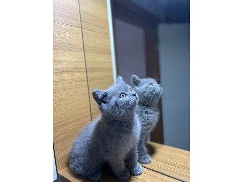British shorthair safkan yavru