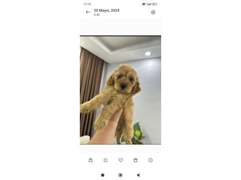 Orjinal toy poodle