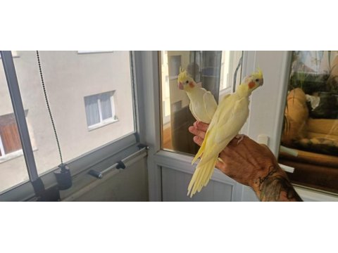 Yavru sultan papağanı 2 aylık
