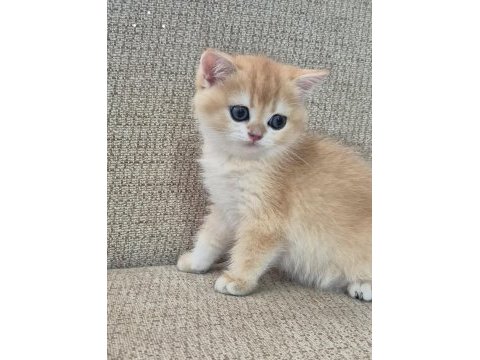 Safkan cins garantili golden british shorthair