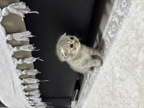 Erkek scottish fold kırık kulak kedimiz 25 günlük