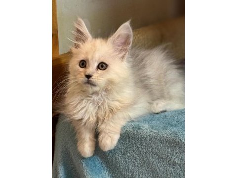 Türkiyenın en geniş referansına sahip kan hattı maine coon