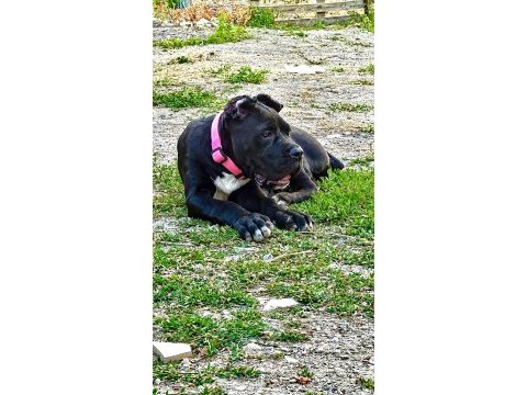 Şecereli anne babadan üst düzey cane corso yavrum