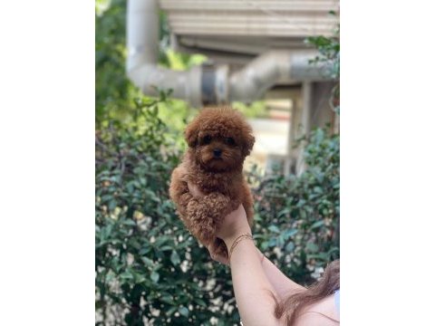 Oyuncak değil gerçek 3 aylık kore poodle güzelleri