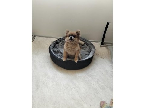 Turuncu dişi köpeğimiz 1 yaşında bu kadar uyguna imkansız