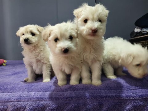 Maltese terrier 55 günlük
