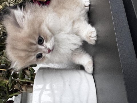 British longhair erkek 2 aylık kedimiz