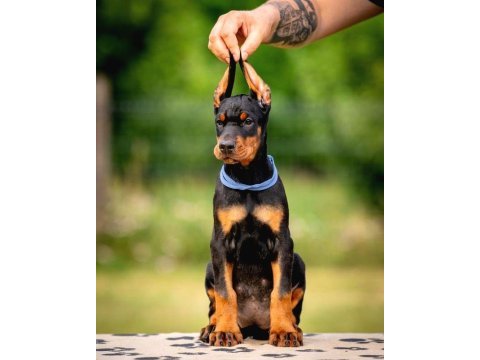 Sizi kendinizden bile koruyan doberman