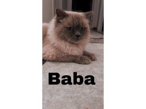 Scottish fold blue point long hair 0 kulak
