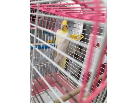 Lutino sultan papağanı