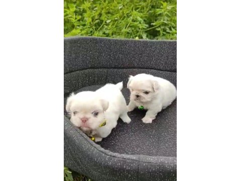 Pekinez yavru köpeğimiz
