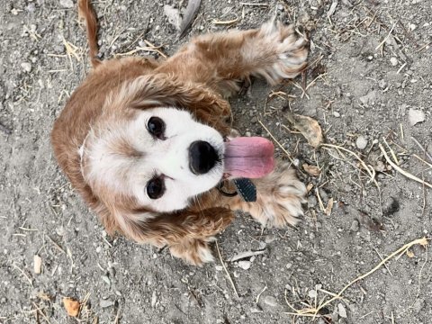 Konya american cocker köpeğimiz