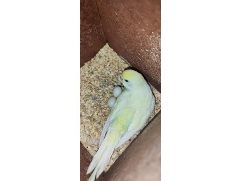 Hazır kurulu yumurtalı çift muhabbet kuşu